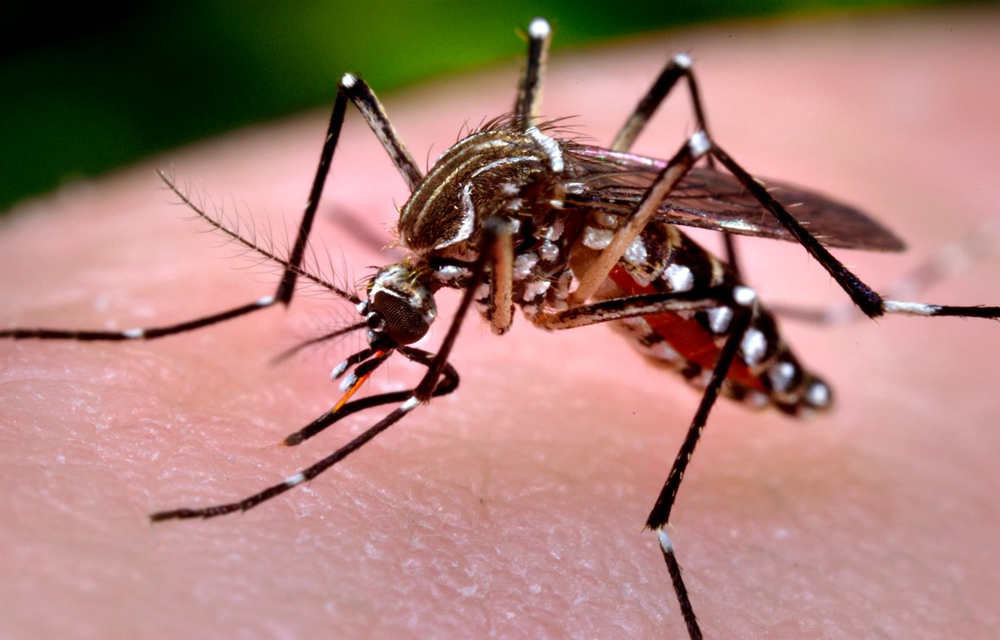 Ir para  <p>Cientistas descobriram que o v&iacute;rus da zika pode sobreviver por at&eacute; oito horas em superf&iacute;cies duras e n&atilde;o porosas, mantendo-se altamente contagioso. Por outro lado, o novo estudo...